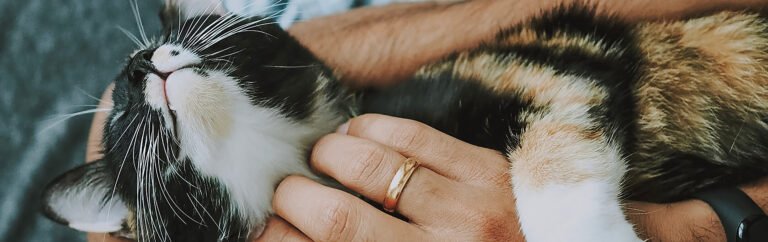 Our furry little pets we adore and love to be with