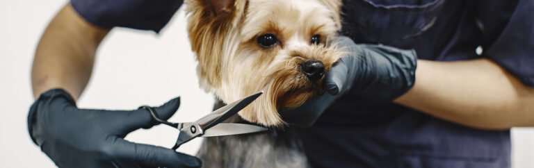 Best Training, Nutritional Food And Healthy Pets